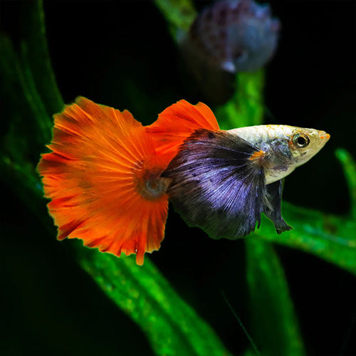 Guppy Dumbo Ear Red Tail