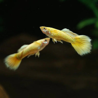 Full Gold Guppy
