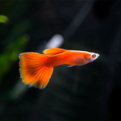 Guppy Full Red