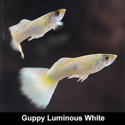 Guppy Luminous White