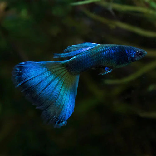 Guppy Moscow Blue