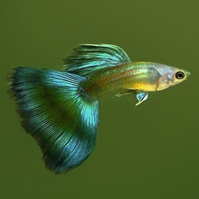 Guppy Moscow Green - L