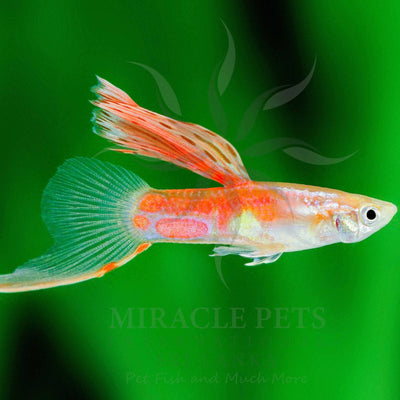 Guppy Red Fin Bottom - L