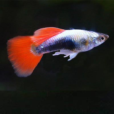 Santa Guppy