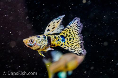 Guppy Yellow Tiger - 3cm