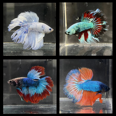 Betta Half Moon
