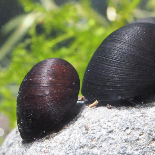 Helmet Snail