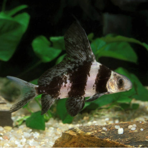 Hi Fin Loach