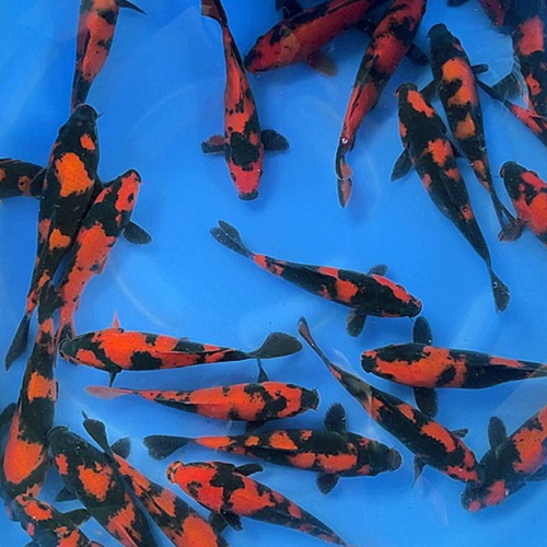 Hi Utsuri Japanese Koi