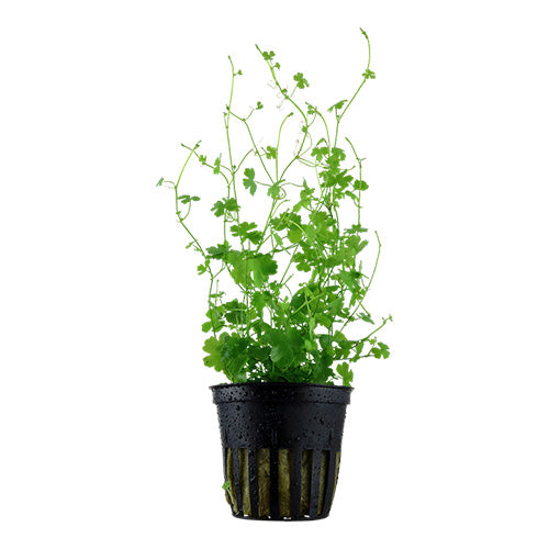 Hydrocotyle Tripartita