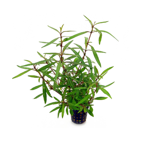 Hygrophila 'Araguaia'