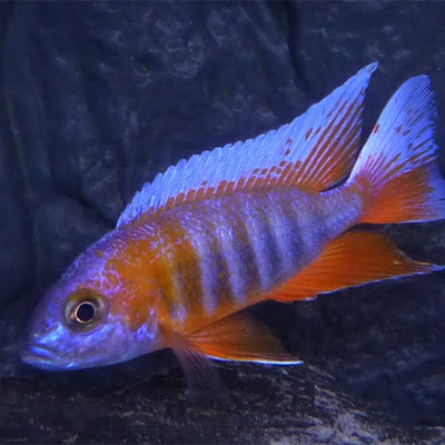 Jacobfreibergi Peacock Cichlid - 4"