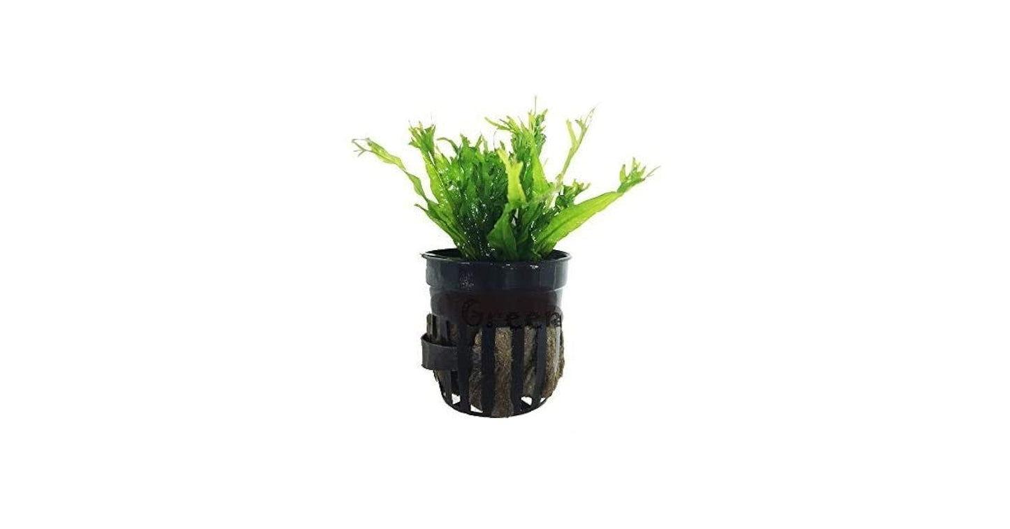 Microsorum Windelop Mini