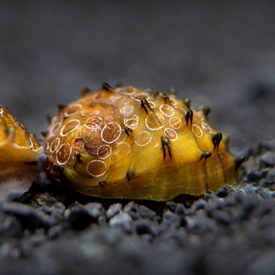 King Koopa Nerite Snail - 1.5cm