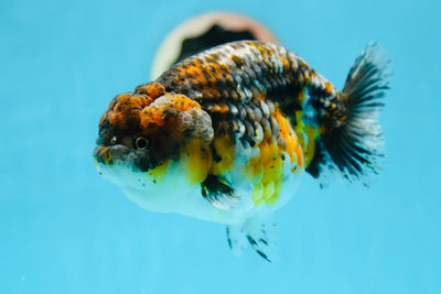 Ranchu Goldfish Kirin 7-8cm