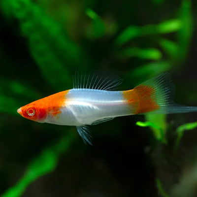 Kohaku Swordtail - 4cm