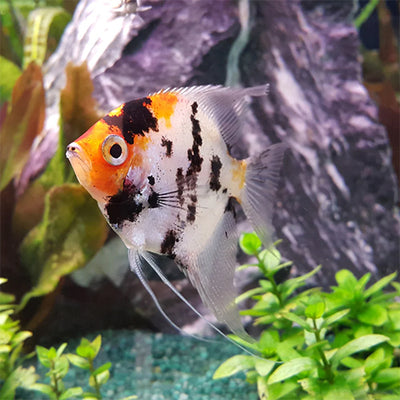 Koi Angelfish - L