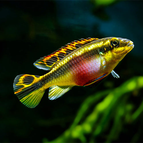 Kribensis Cichlid
