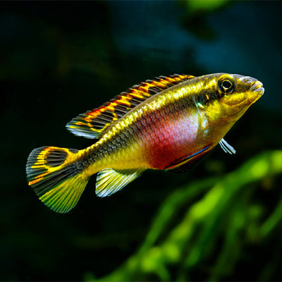 Kribensis Cichlid