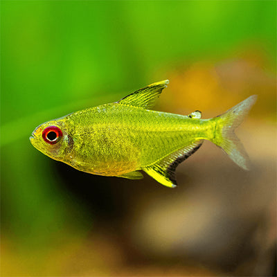 Lemon Tetra - L