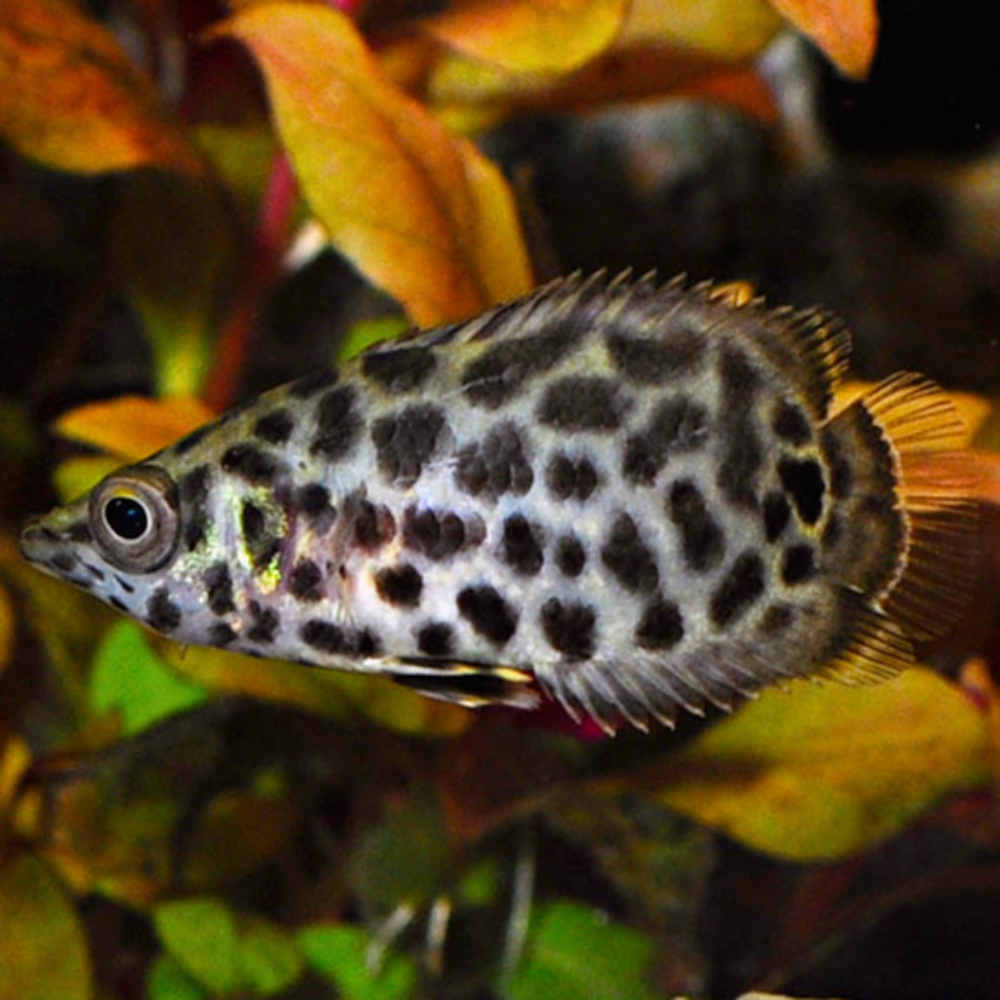 Leopard Bushfish - 4cm