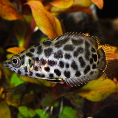 Leopard Bushfish - 4cm