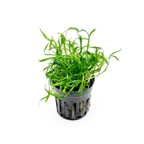 Lilaeopsis Novae-Zelandiae