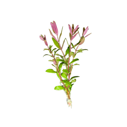 Limnophila Aromatica 'Hybrid Purple'