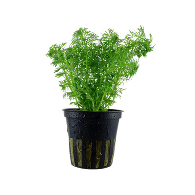 Limnophila Sessiliflora