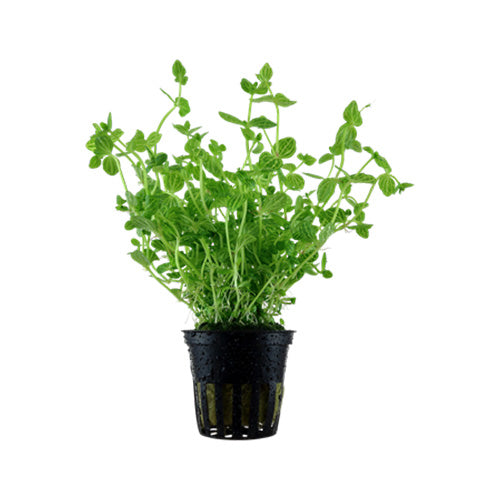 Lindernia Rotundifolia