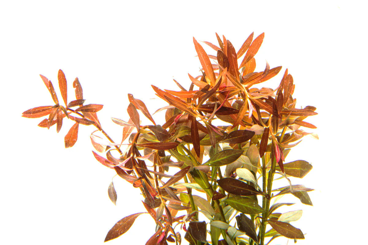 Ludwigia Baravipes