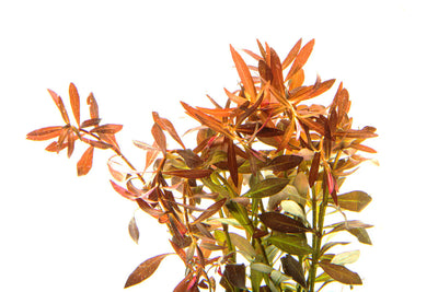 Ludwigia Baravipes