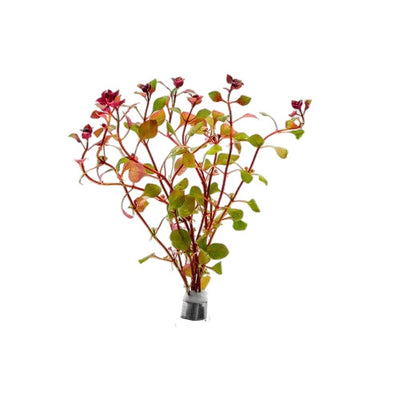 Ludwigia Natans