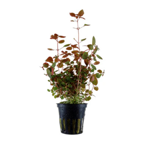 Ludwigia Palustris Super Red