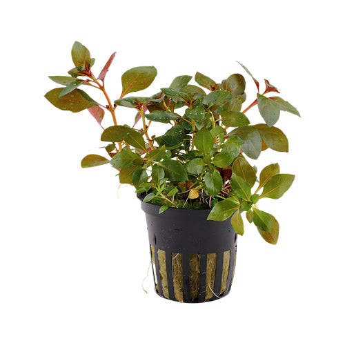 Ludwigia ' Rubin'