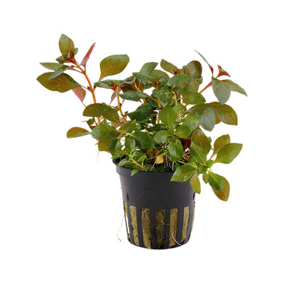 Ludwigia ' Rubin'