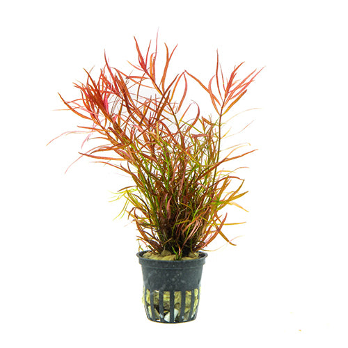 Ludwigia Arcuata