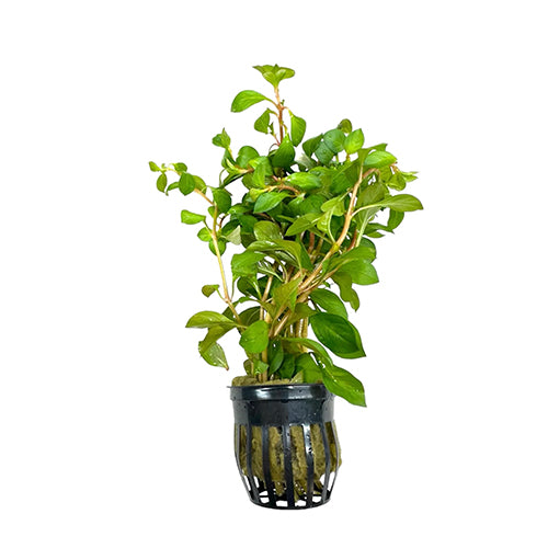 Ludwigia Repens