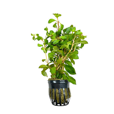 Ludwigia Repens