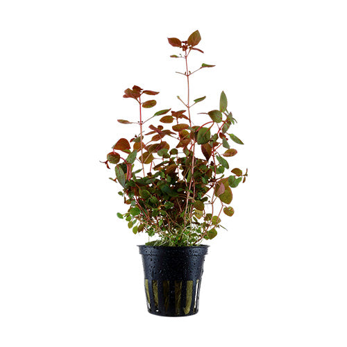 Ludwigia sp. (Super Red)