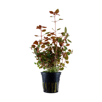 Ludwigia sp. (Super Red)