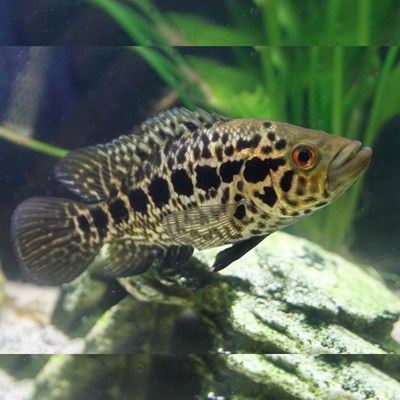 Managuanse Cichlid (Jaguar) - 4"