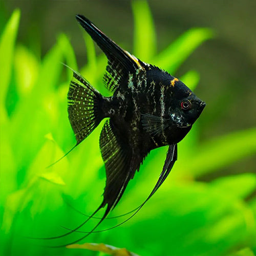 Marble Angelfish - L