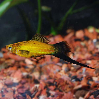 Swordtails Marigold Wagging Tails - L