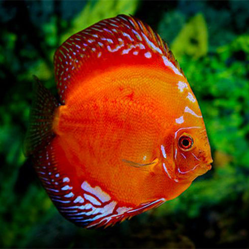 Marlboro Red Discus (8cm)