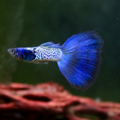 Metal Blue Guppy - L