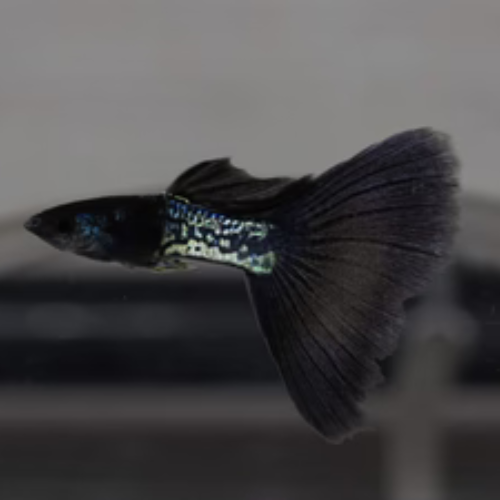 Metallic Lace Guppy