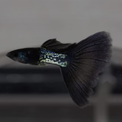 Metallic Lace Guppy