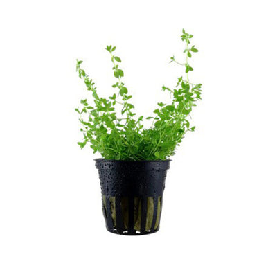 Micranthemum Micranthemoides