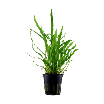 Microsorum Pteropus sp Narrow
